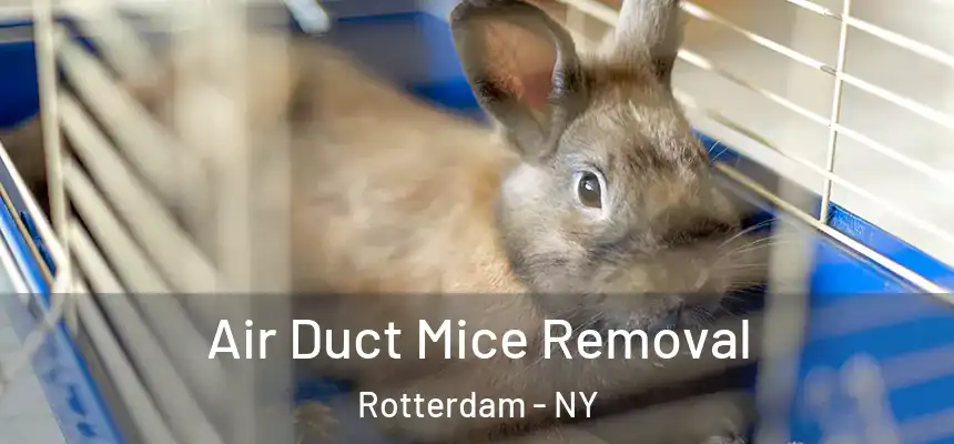  Air Duct Mice Removal Rotterdam - NY
